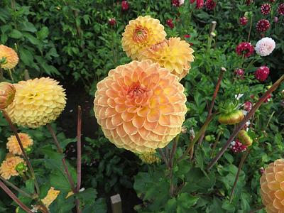 Blyton Softer Gleam