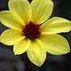 Foto: Rob Young from United Kingdom | CC BY 2.0 | Bron: Wikimedia Commons