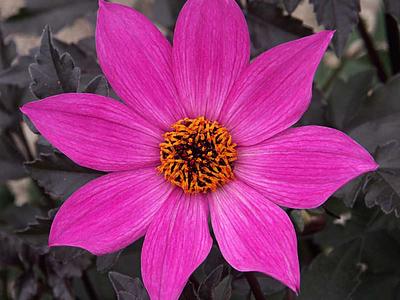 Magenta Star