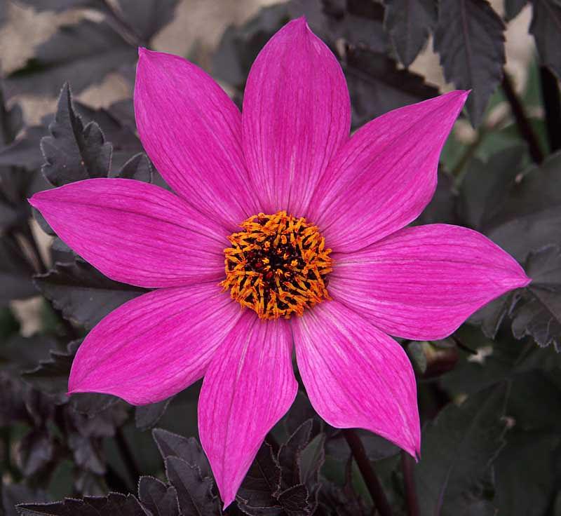 Magenta Star