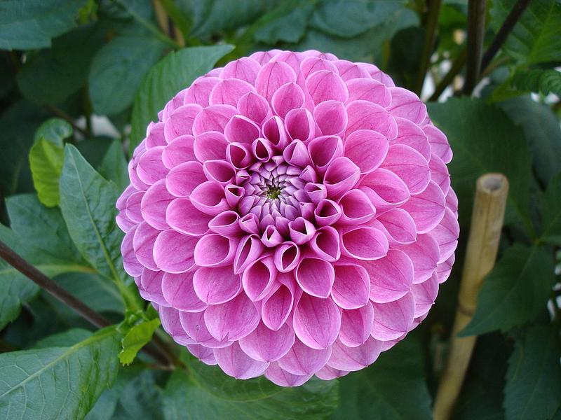 Mary's Jomanda
