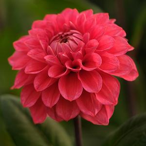 Aurelia