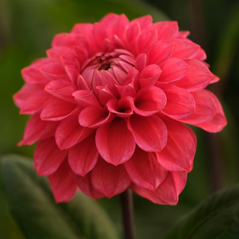 Aurelia