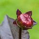 Foto: Dominicus Johannes Bergsma | CC BY-SA 4.0 | Bron: Wikimedia Commons