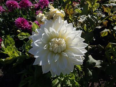 White Alva's