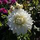 Foto: Salicyna | CC BY-SA 4.0 | Bron: Wikimedia Commons
