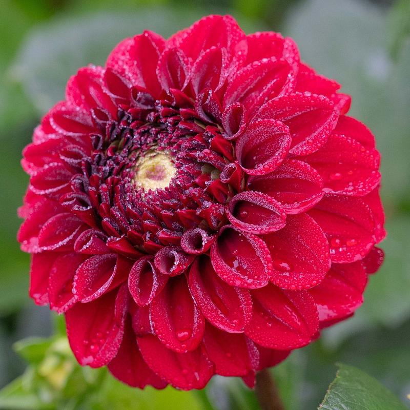 Bizon Red