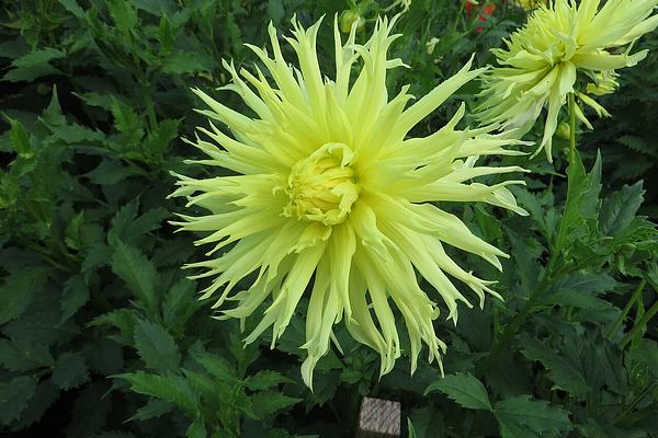 Afrikas saule