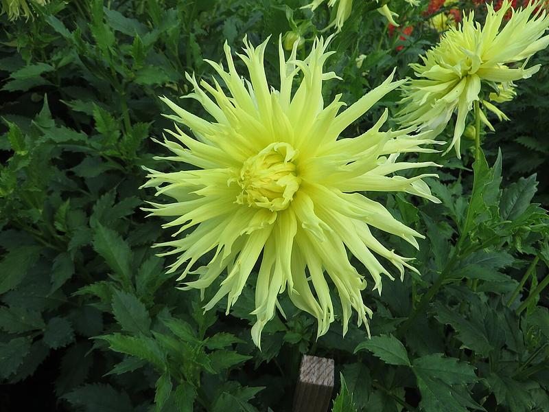 Afrikas saule