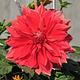 Foto: Joydeep | CC BY-SA 3.0 | Bron: Wikimedia Commons