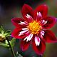 Foto: Bernard Spragg. NZ from Christchurch, New Zealand | CC0 | Bron: Wikimedia Commons