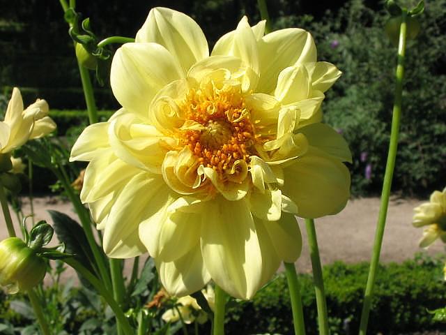Color Spectacle