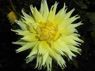 Constalia Lemon