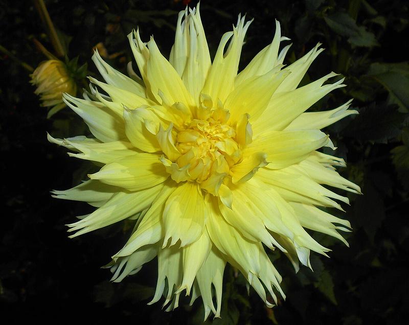 Constalia Lemon