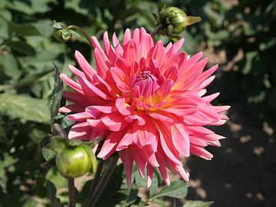 Coral Gypsy