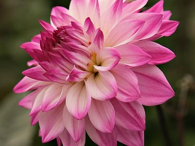 Hapet Pink Jack