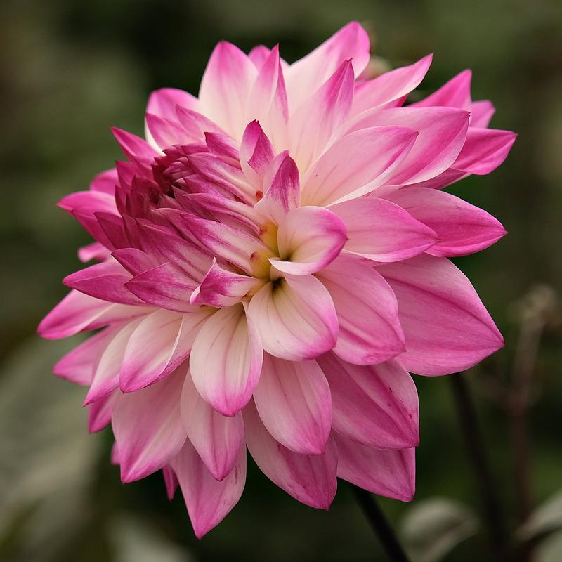Hapet Pink Jack