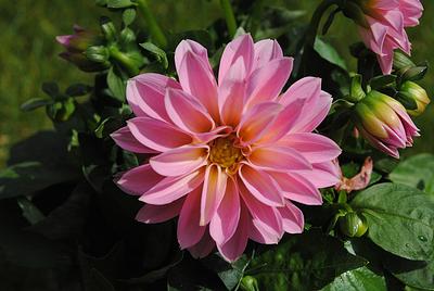 Dahlietta Emily