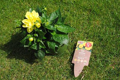 Dahlietta Margaret