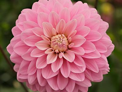 Hapet Rose Dream