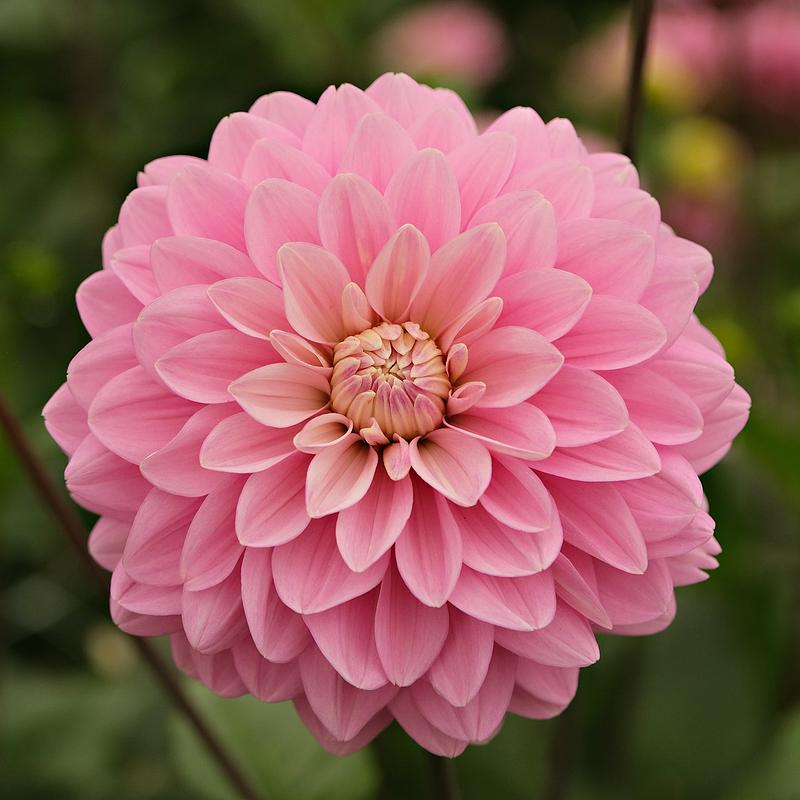 Hapet Rose Dream