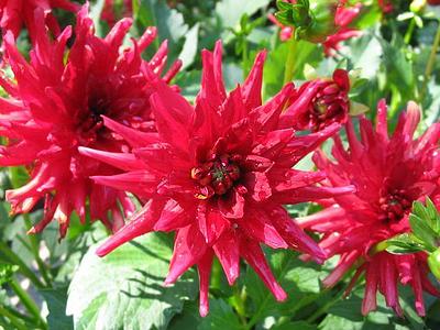 Garden Wonder