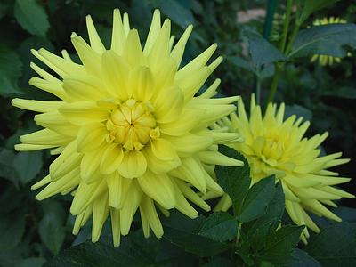Gerlings Yellow