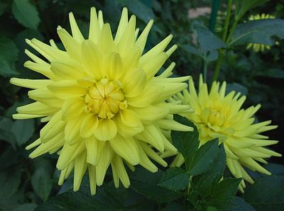 Gerlings Yellow