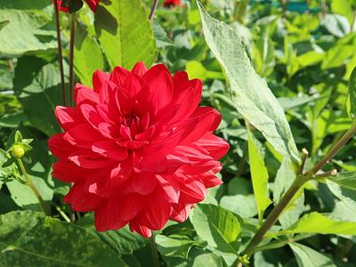 Hapet Red Lady