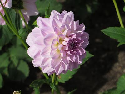 Evalds Valters
