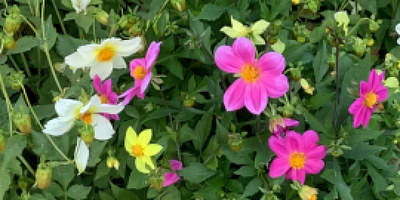 Mignon dahlia's