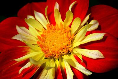 Goldalia Scarlet