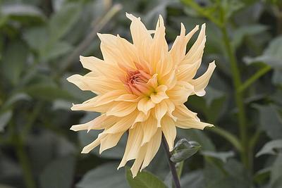 Goldener Vulkan