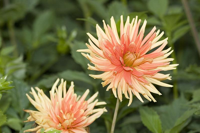 Goldorange
