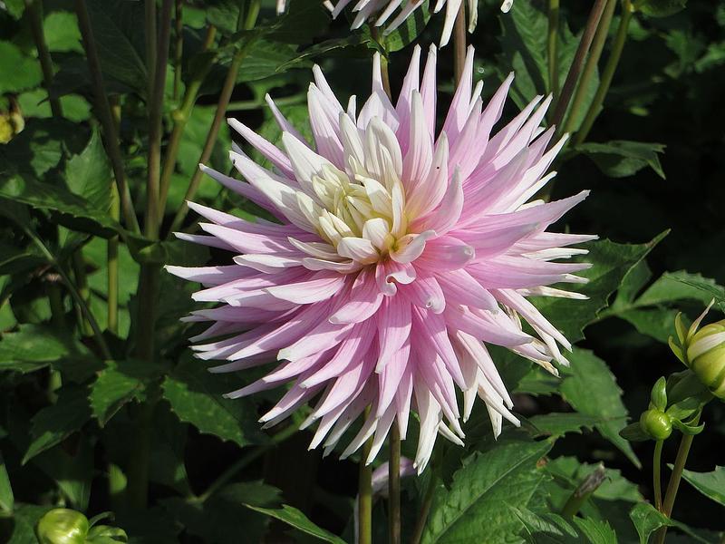 Kifuin