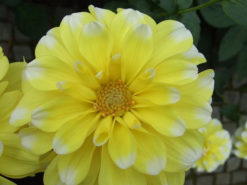 Lemon Cane