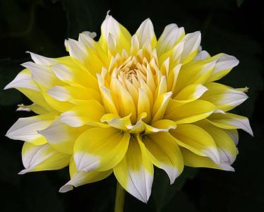 Lemon Meringue