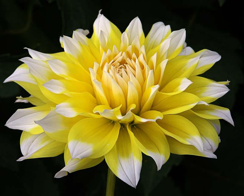 Lemon Meringue