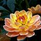 Foto: Bernard Spragg. NZ from Christchurch, New Zealand | CC0 | Bron: Wikimedia Commons
