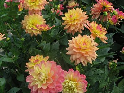 Melody Allegro