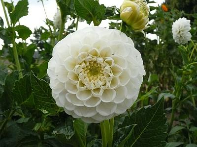 Orset Beauty