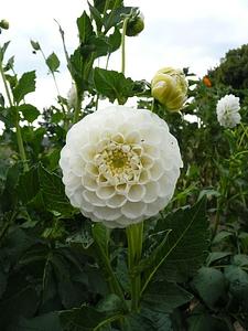 Orset Beauty