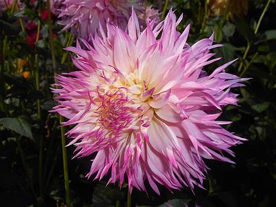 Pinelands Princess