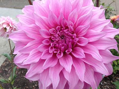 Pink Petticoat