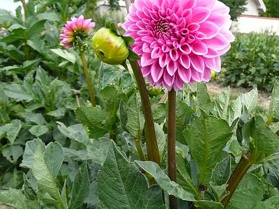 Pink Sylvia