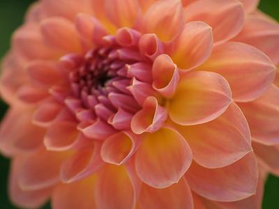 Orange Breeze