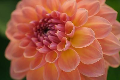 Orange Breeze