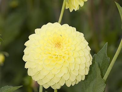 Ruskin Diana