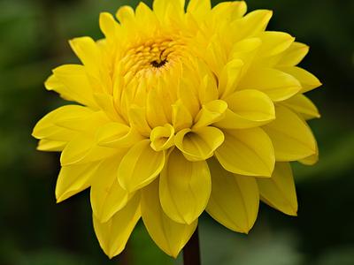 Royal Yellow