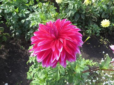 Raspberry Punch